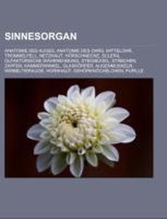 Sinnesorgan