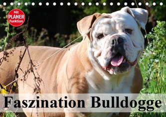 Faszination Bulldogge (Tischkalender 2021 DIN A5 quer)