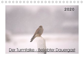 Der Turmfalke - Beliebter Dauergast (Tischkalender 2020 DIN A5 quer)