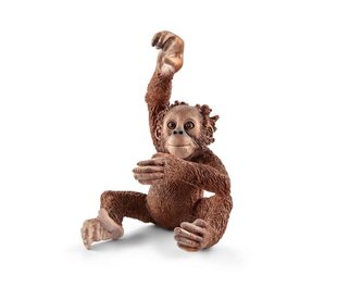Orangutan młody