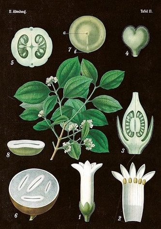 Karnet ST269 B6 + koperta Amelanchier