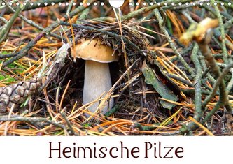 Heimische Pilze (Wandkalender 2021 DIN A4 quer)
