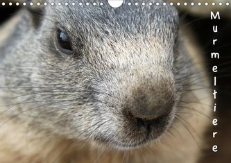 Murmeltiere (Wandkalender 2021 DIN A4 quer)