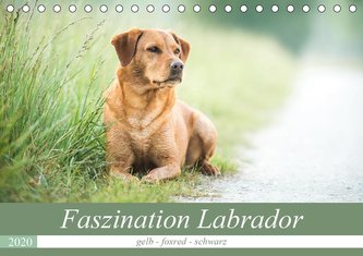 Faszination Labrador - gelb, foxred, schwarz (Tischkalender 2020 DIN A5 quer)