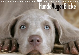 HundeAugenBlicke (Wandkalender 2021 DIN A4 quer)