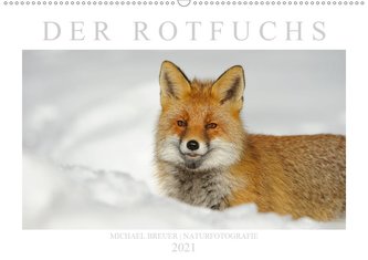 Der Rotfuchs (Wandkalender 2021 DIN A2 quer)