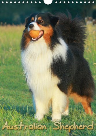 Australian Shepherd (Wandkalender 2021 DIN A4 hoch)