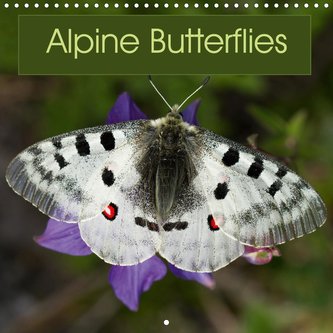 Alpine Butterflies (Wall Calendar 2021 300 × 300 mm Square)