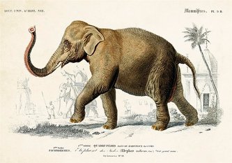 Karnet ST337 B6 + koperta Słoń