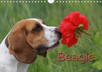 Beagle (Wandkalender 2021 DIN A4 quer)