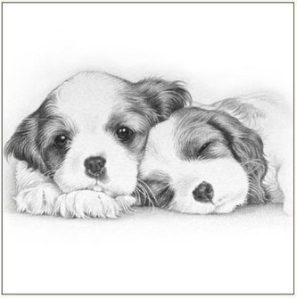 Karnet 16x16 B4D 224 006 + koperta Psy szkic