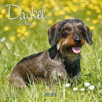 Dackel 2021
