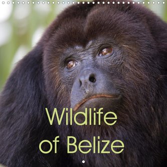 Wildlife of Belize (Wall Calendar 2021 300 × 300 mm Square)