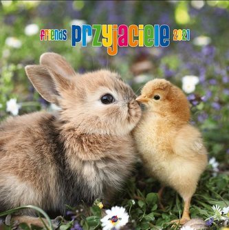 Kalendarz 2021 KD-19 Przyjaciele AVANTI