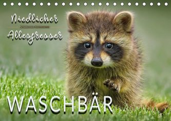 Waschbär - Niedlicher Allesfresser (Tischkalender 2021 DIN A5 quer) Waschbär - Niedlicher Allesfresser (Tischkalender 2021 DIN A5 quer)