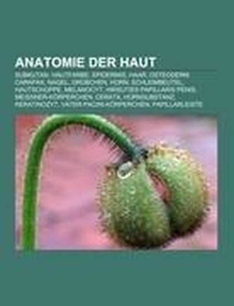 Anatomie der Haut