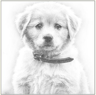 Karnet 16x16 B4D 224 004 + koperta Pies szkic