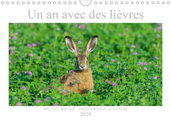 Un an avec des lièvres (Calendrier mural 2020 DIN A4 horizontal)