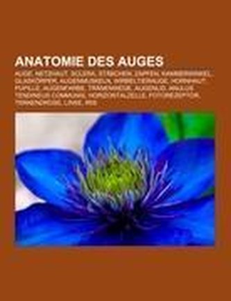 Anatomie des Auges