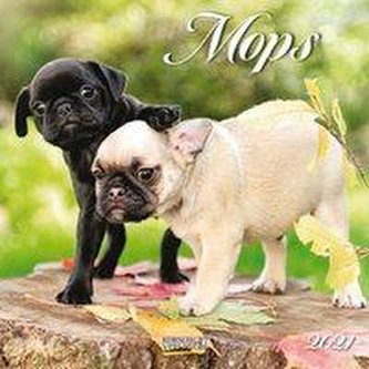 Mops 2021
