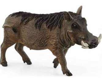 Prase bradavičnaté