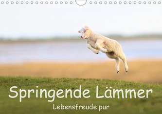 Springende Lämmer: Lebensfreude pur (Wandkalender 2021 DIN A4 quer)