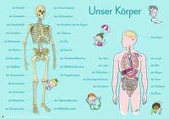 Merk-Poster: 6 A1-Merk-Poster für den Sachunterricht - Jahreskreis, Körper, Waldtiere, Epochen, Kontinente, vom Korn zum Brot