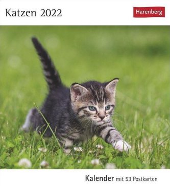 Katzen 2022