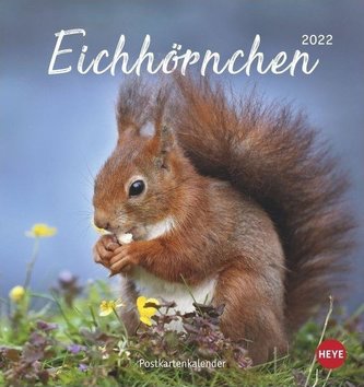 Eichhörnchen 2022 Postkartenkalender