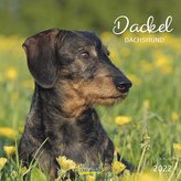 Dackel 2022