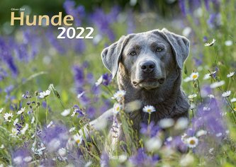 Hunde 2022 Bildkalender A3 quer - Oliver Giel