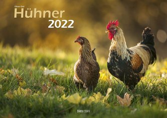Hühner 2022 Bildkalender A3 quer - Oliver Giel