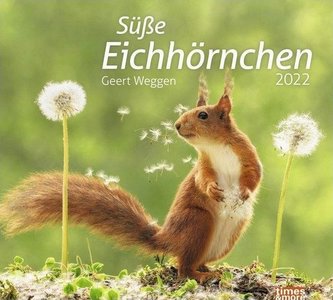 times&more Eichhörnchen Bildkalender 2022
