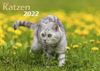Katzen 2022 Bildkalender A3 quer - Oliver Giel