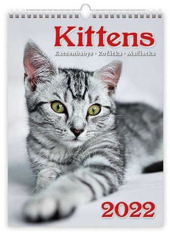 Kalendář nástěnný 2022 - Kittens/Katzenbabys/Koťátka/Mačičky