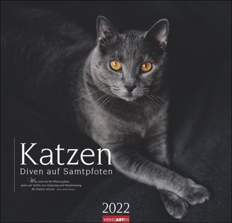 Katzen - Diven auf Samtpfoten - Kalender 2022