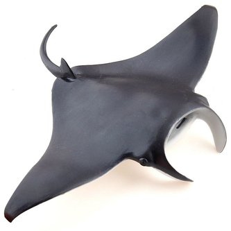 Rejnok manta
