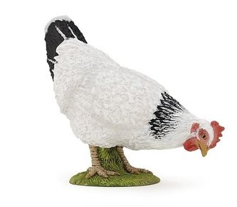 Bílá slepice klovající