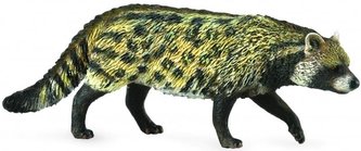 Kot Wiwera Civet African Kot Wiwera Civet African