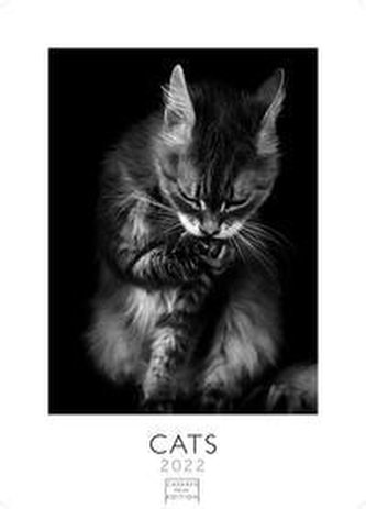 Cats 2022 - Format S