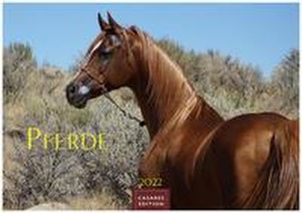 Pferde 2022 L 50x35 cm