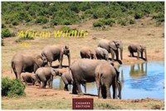African Wildlife 2022 - Format S