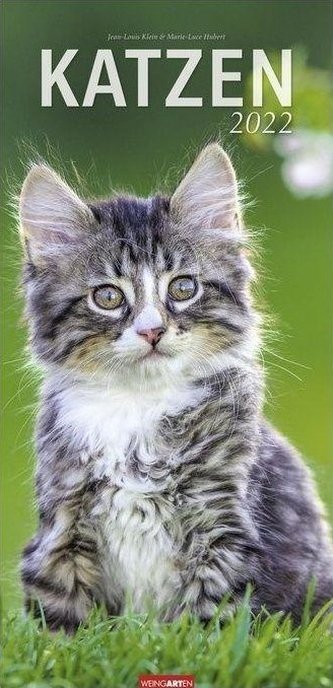 Katzen Kalender 2022
