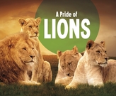 A Pride of Lions