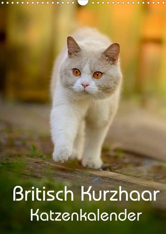 Britisch Kurzhaar Katzenkalender (Wandkalender 2022 DIN A3 hoch)