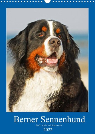 Berner Sennenhund - stark , schön und liebenswert (Wandkalender 2022 DIN A3 hoch)