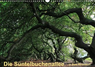 Die Süntelbuchenallee von Bad Nenndorf (Wandkalender 2022 DIN A3 quer)