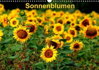 Sonnenblumen (Wandkalender 2022 DIN A3 quer)
