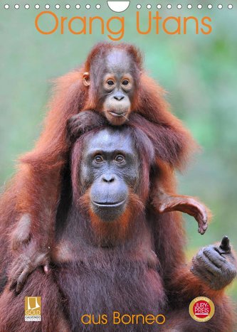 Orang Utans aus Borneo (Wandkalender 2022 DIN A4 hoch)