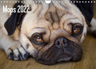 Mops 2022 (Wandkalender 2022 DIN A4 quer)